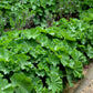 100 LADYS MANTLE Alchemilla Mollis Flower Seeds