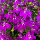 200 ROSAMOND LOBELIA Erinus Carmine Red & White Flower Seeds