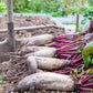 75 Giant Red BEET Mangelwurzel Mangel Mangold Wurzel Mammoth Long Beta Vulgaris Seeds