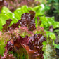 3000 RUBY LEAF LETTUCE Red Loose Leaf Heirloom Lactuca Sativa Vegetable Seeds
