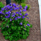 100 MIXED EUROPEAN COLUMBINE Aquilegia Flower Seeds
