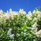 20 WHITE TREE LILAC Hummingbird Flower Fragrant Peking Syringa Pekinensis Seeds