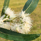 25 RED FOREST GUM Tree Eucalyptus Tereticornis Blue Grey Mountain Flower Seeds