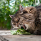 1000 HEIRLOOM CATNIP Nepeta Cataria Herb Flower Seeds