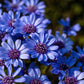 50 BLUE FELICIA DAISY 'The Blues' Heterophylla Kingfisher Flower Seeds