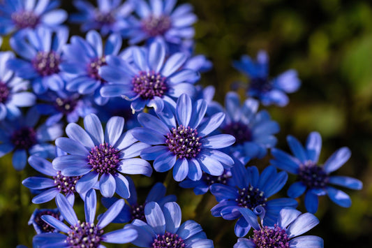 50 BLUE FELICIA DAISY 'The Blues' Heterophylla Kingfisher Flower Seeds