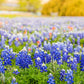 150 TEXAS BLUEBONNET LUPINE Lupinus Texensis Flower Seeds
