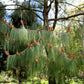 30 Mexican WEEPING PINE TREE Evergreen Pinus Patula Seeds