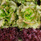 3000 BRONZE MIGNONETTE LETTUCE Butterhead Lactuca Sativa Vegetable Seeds