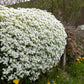 400 RAINBOW ROCKCRESS Rock Cress Large Flowered Aubrieta Cultorum Flower Seeds