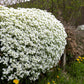 800 WHITE ALPINE ROCKCRESS Aubrieta Rock Cress Arabis Alpina Flower Seeds