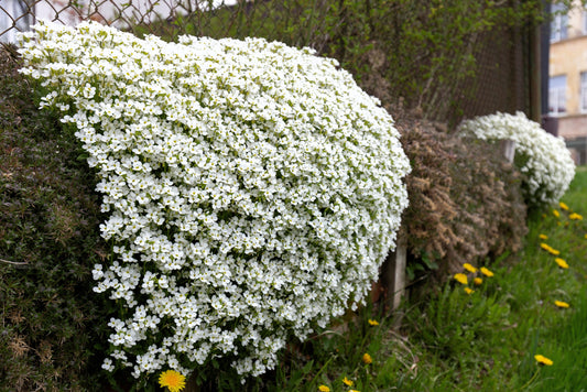 800 WHITE ALPINE ROCKCRESS Aubrieta Rock Cress Arabis Alpina Flower Seeds