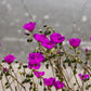 50 RED ROCK PURSLANE ' Ruby Tuesday ' Calandrinia Umbellata Magenta Flower Herb Seeds