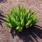 10 EMERALD ASPARAGUS FERN A. Densiflorus Mazeppa Houseplant Flower Seeds