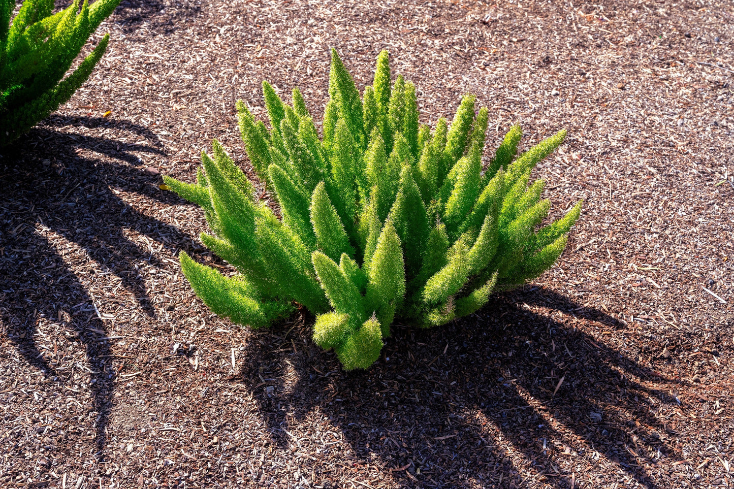 10 EMERALD ASPARAGUS FERN A. Densiflorus Mazeppa Houseplant Flower Seeds