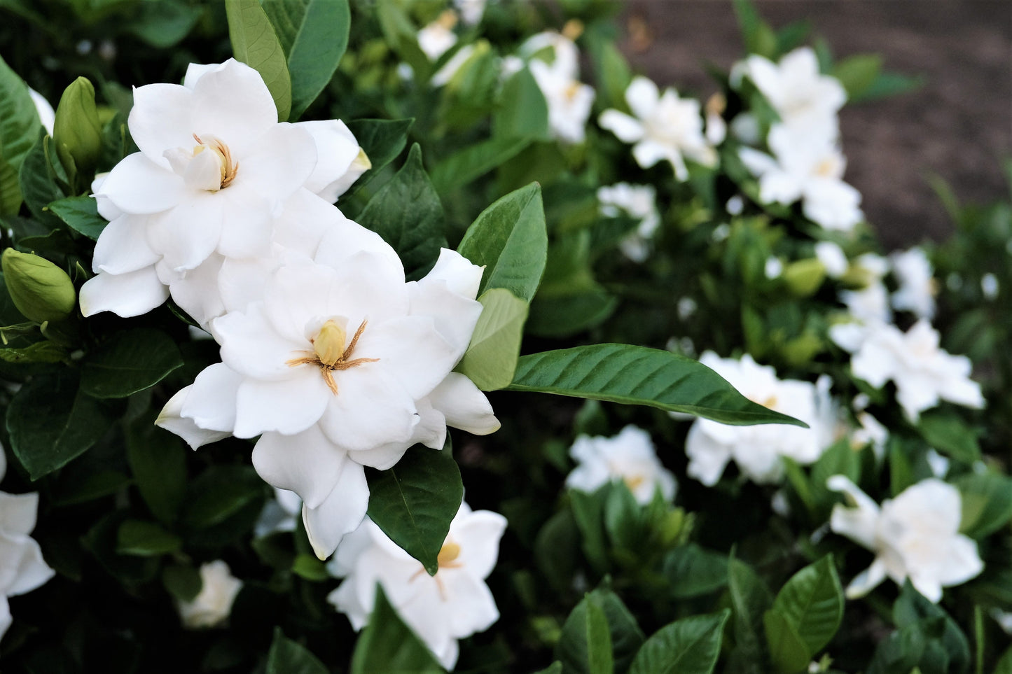 50 GARDENIA Jasminoides / CAPE JASMINE Fragrant White Shrub Houseplant Flower Seeds