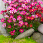 50 ROSE ROBE SAXIFRAGA Arendsii Mossy Rockfoil Evergreen Flower Seeds