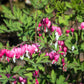 10 BLEEDING HEART - PINK Old Fashioned Dicentra Formosa Shade Flower Seeds