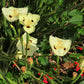 20 YELLOW AFRICAN IRIS Fortnight Lily Dietes Bicolor Butterfly Flag Spanish Peacock Iris Flower Seeds