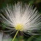 20 WOMAN'S TONGUE TREE White Mimosa Nectar Flower Albizia Lebbeck Legume Seeds