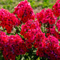 800 RED DRUMMOND PHLOX (Texas Pride) Phlox Drummondii Flower Seeds