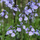 25 BLUE STREAK SPEEDWELL Veronica Gentianoides Flower Seeds