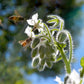 50 WHITE BORAGE Borago Officinalis Bianca Herb Flower Seeds