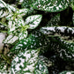10 Dwarf WHITE POLKA DOT PLANT Splash Select Hypoestes Phyllostachya Flower Houseplant Seeds