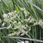 3000 QUICKDRAW ORCHARDGRASS Cat Grass Petgrass Cocksfoot Cool-Season Sun or Shade Dactylis GlomerataPerennial Bunchgrass Quick Draw Grass Seeds