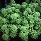 50 SEASTAR / WIDOWS Cross SEDUM Sea Star Stonecrop Sedum Pulchellum Flower Seeds