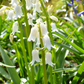 10 WOOD HYACINTH Mixed Colors English Woodland Spanish Bluebell Scilla Campanulata Hyacinthoides Hispanica Pink Purple White Flower Seeds