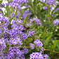 10 GOLDEN DEWDROP Duranta Erecta Repens Golden Foliage Blue Violet Purple White Flower Orange Ornamental Berry Shrub Seeds