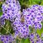 10 GOLDEN DEWDROP Duranta Erecta Repens Golden Foliage Blue Violet Purple White Flower Orange Ornamental Berry Shrub Seeds
