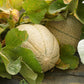 100 Minnesota MIDGET CANTALOUPE MELON Cucumis Melo Reticulatus Fruit Seeds