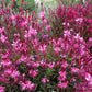 100 Pink GAURA WHIRLING BUTTERFLIES Gaura Biennis Flower Seeds