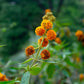 10 ORANGE BALL TREE / Golden Butterfly Bush Buddleja Globosa Shrub Flower Seeds