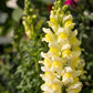 500 BUTTER & EGGS TOADFLAX Linaria Vulgaris Wild Snapdragon Bicolor Yellow Flower Seeds