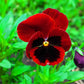 50 RED & BROWN PANSY Swiss Giant Violet Viola Wittrockiana Flower Seeds