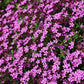 500 PINK ROCK SOAPWORT Saponaria Ocymoides Flower Seeds