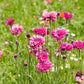 750 Red BACHELOR'S BUTTON / CORNFLOWER Centaurea Cyanus Flower Seeds