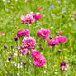 750 Red BACHELOR'S BUTTON / CORNFLOWER Centaurea Cyanus Flower Seeds