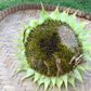 75 MAMMOTH GREY Stripe SUNFLOWER Helianthus Annuus Flower Seeds