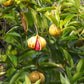 1 NUTMEG TREE Seed Myristica Fragrans Pala MACE Fruit Nut Pumpkin Pie Spice