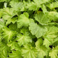 100 HEUCHERA FIREFLY Coral Bells Heuchera Sanguinea Red Flower Shade Seeds