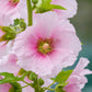 25 PALE PINK HOLLYHOCK Light Alcea Rosea Flower Seeds Perennial