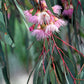 50 RED FLOWERING EUCALYPTUS Sideroxylon Mugga Ironbark Tree Seeds