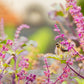 200 Purple Krishna Tulsi HOLY BASIL Ocimum Sanctum Tenuiflorum Herb Flower Seeds