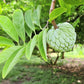 15 SUGAR APPLE Sweetsop Custard Apple Annona Squamosa Sweet Delicious Edible Fruit Tree Seeds