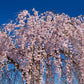 10 WEEPING HIGAN CHERRY Tree Japanese Prunus Subhirtella Pendula Pink Flower Seeds