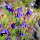 100 PURPLE COLUMBINE Aquilegia Vulgaris Flower Seeds